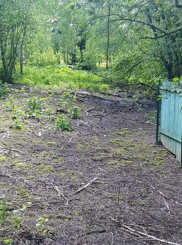 Уничтожение борщевика результат