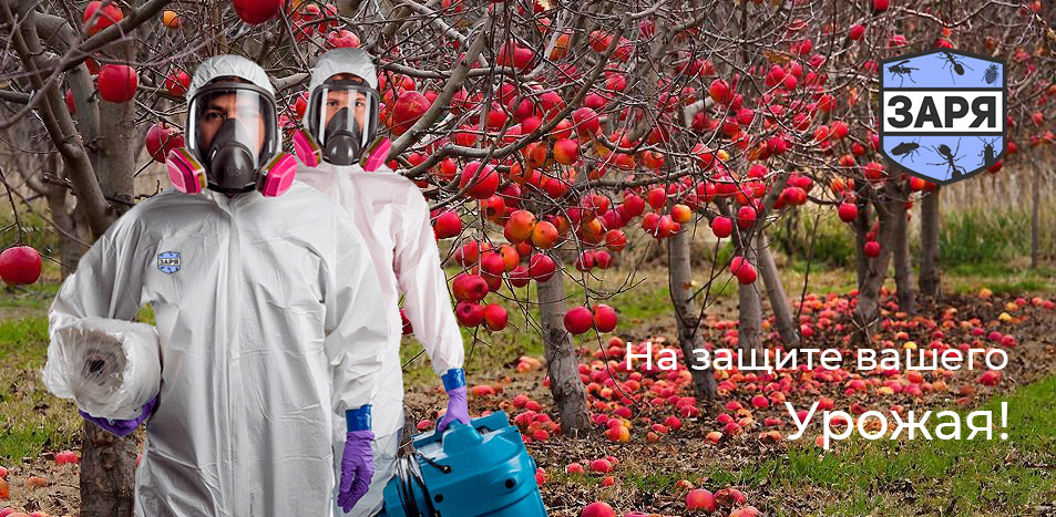 Обработка плодовых деревьев и кустарников