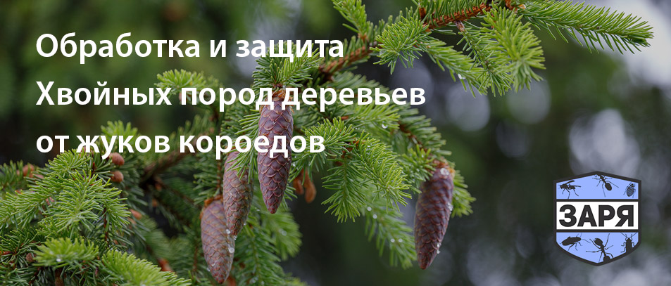 Обработка и защита хвойных деревьев от короедов