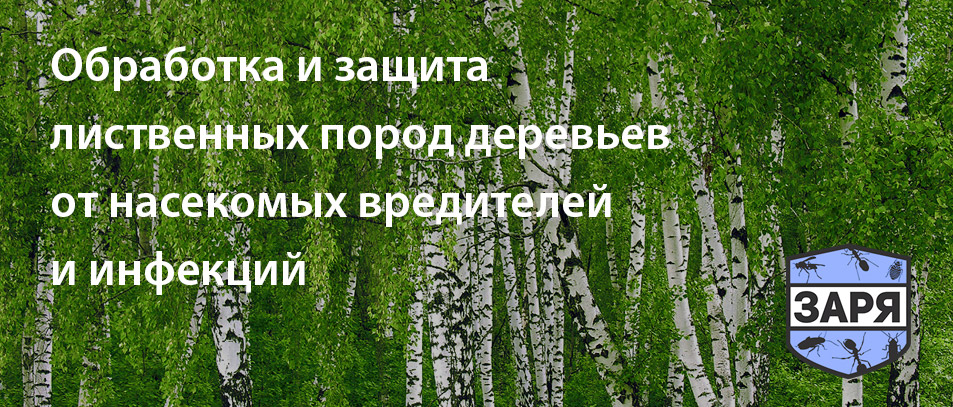 Обработка лиственных деревьев от насекомых и болезней
