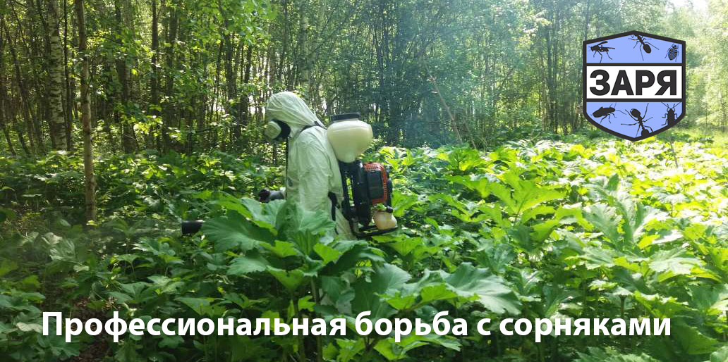 Химическое уничтожение сорняков