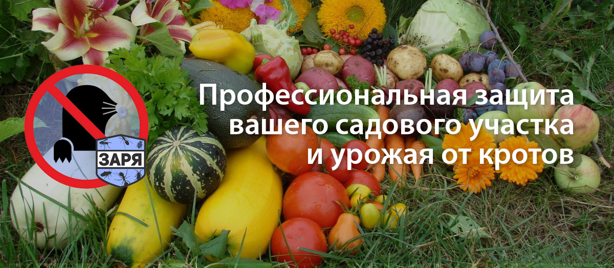 Уничтожение кротов нв садовом участке