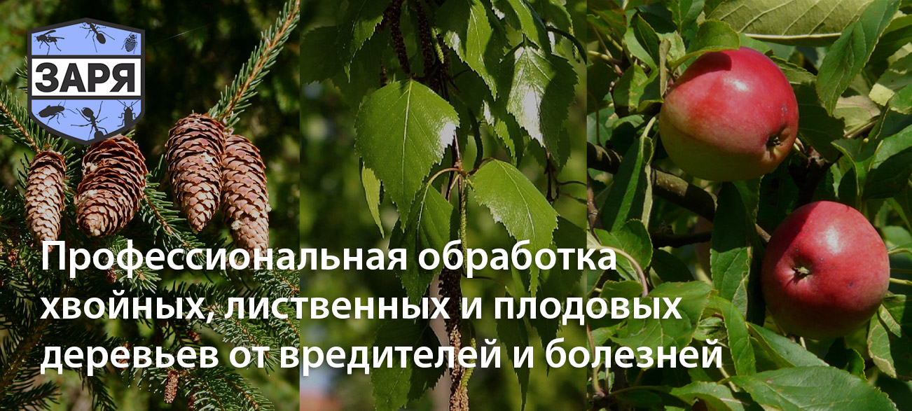 Защита деревьев от короеда