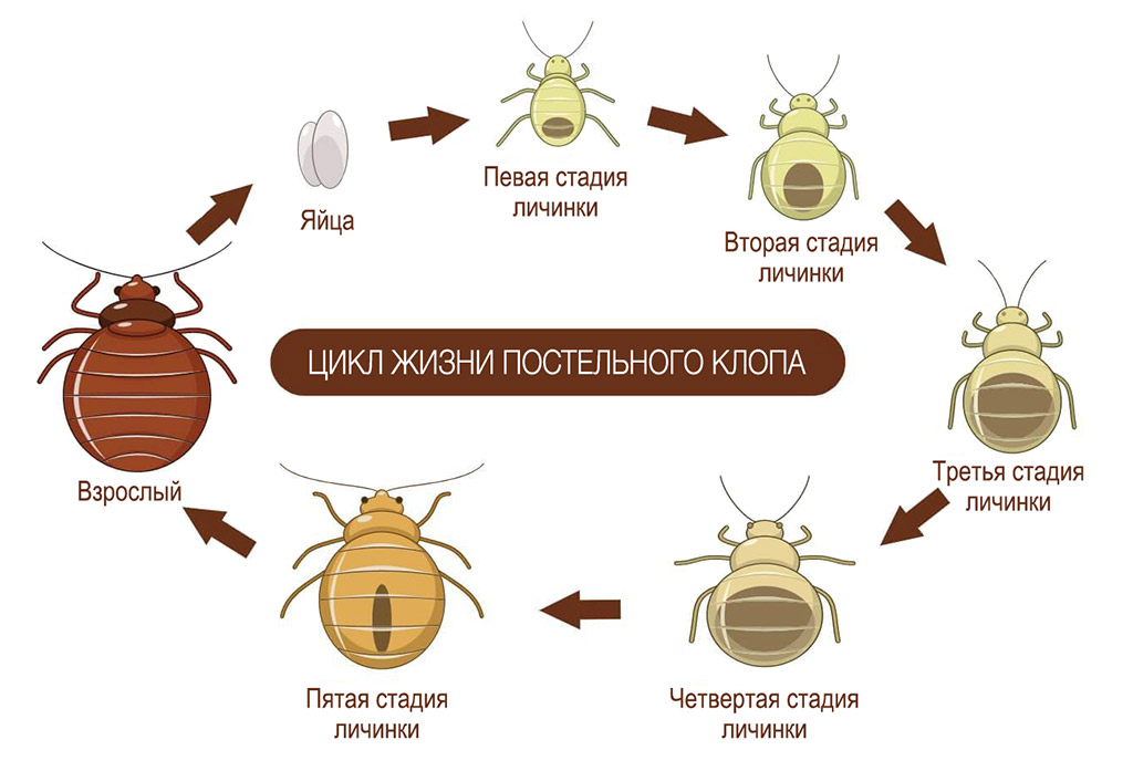 Жизненный цикл постельного клопа