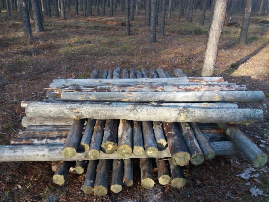 Заражение дома короедом