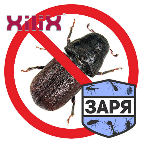 Средство от короеда в деревянном доме